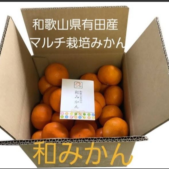 和歌山県有田産　マルチ栽培1級品みかん10kg 和歌山県有田産 マルチ栽培 和みかん | 果物/温州みかん 産直
