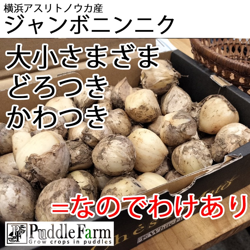 横浜産ジャンボ生ニンニク3.6kg⇧ ｜ 野菜/にんにく 産直アウル 農家