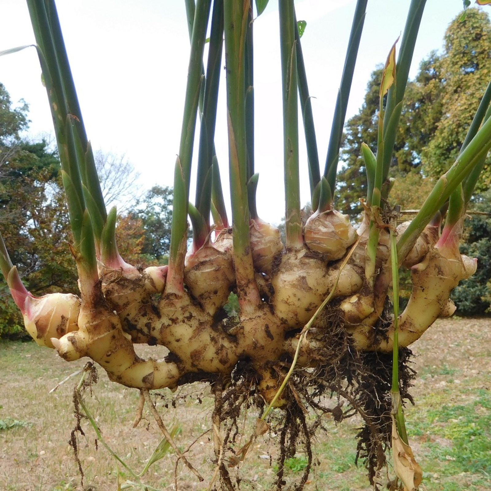 大分県産【自然栽培・生姜】種生姜にできます１０キロ