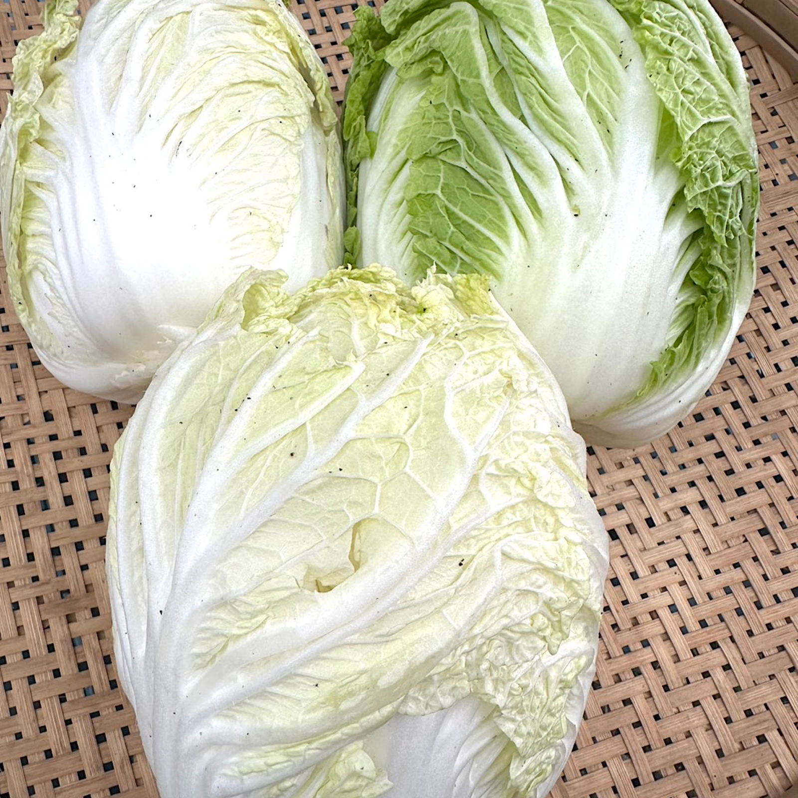 無農薬・無化学肥料栽培「白菜」3個 小さなサイズ＊ | 野菜/白菜 産直 