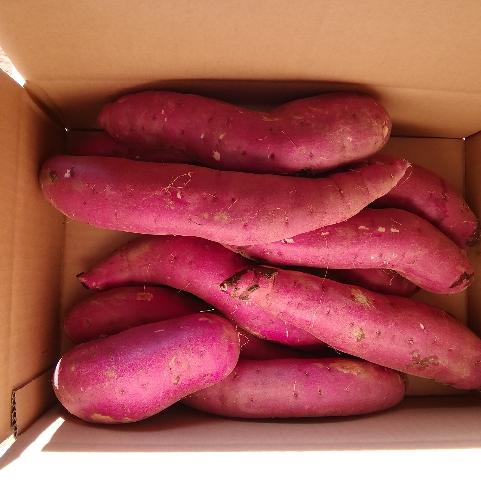 お徳用」茨城県行方市特産 さつまいも(紅はるか)5キロ | 野菜