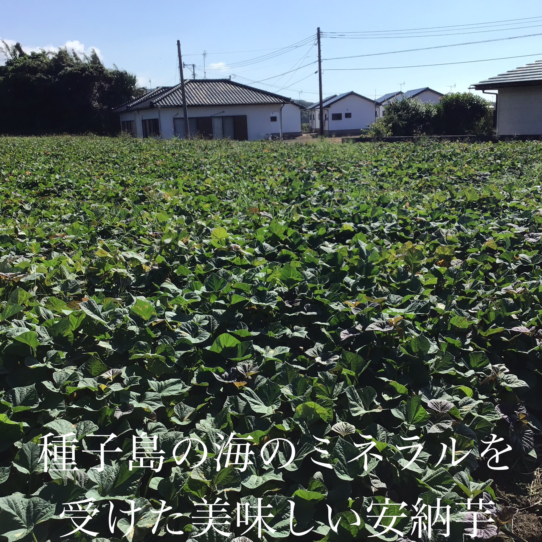 さつまいも種子島産安納芋 Sサイズ9kg ｜ 野菜/さつまいも 産直アウル