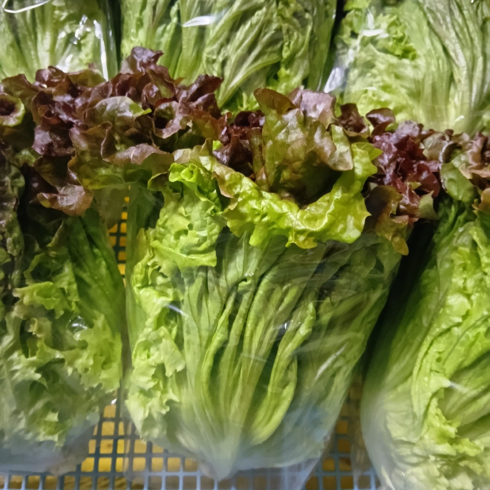 サニーレタス（野菜＞レタス）の産地直送商品一覧（通販・お
