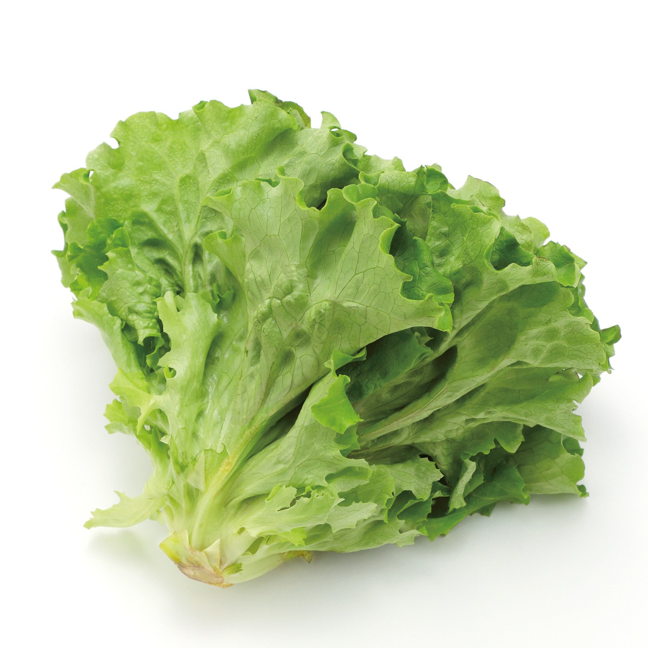 レウコフィルム　グリーンリーフ　/畑2 レウコフィルム グリーンリーフ /畑2