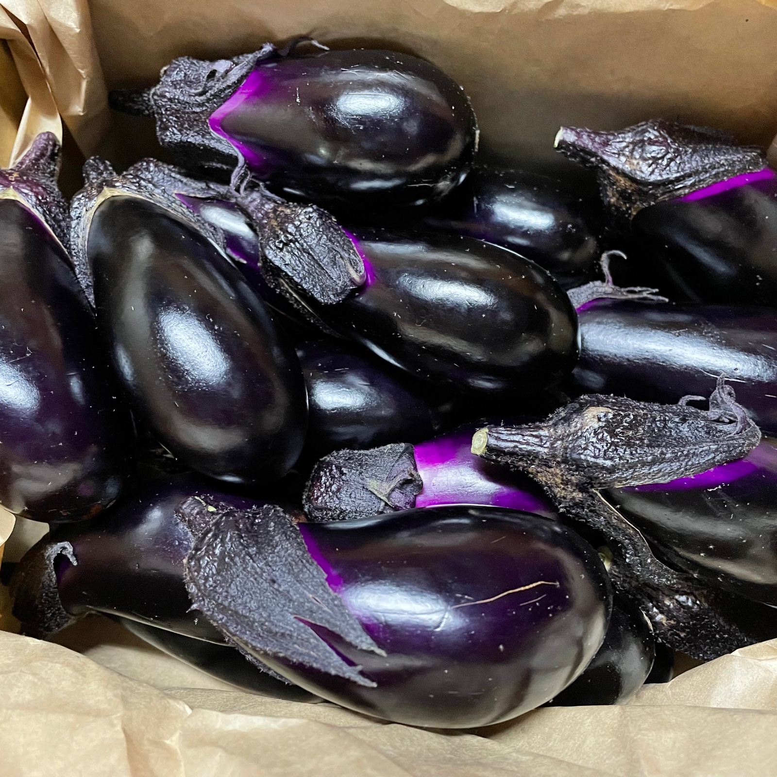 なす 自然栽培・固定種】真黒なす(2kg) | 野菜/茄子 産直アウル 農家から