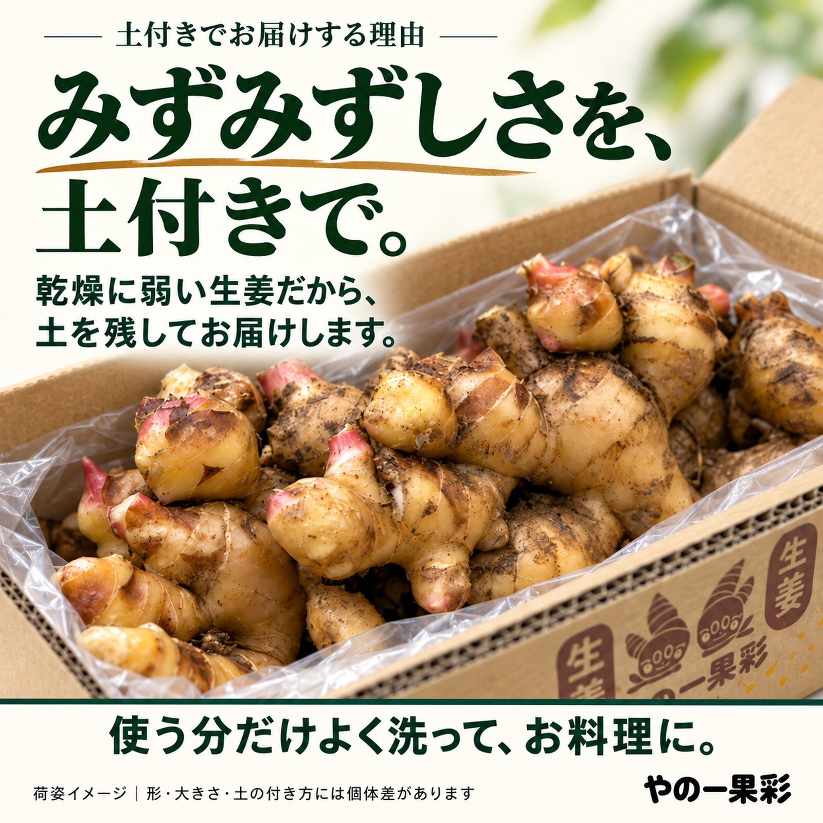 新生姜　激安！　数量限定　訳あり　79 土付き新生姜1kg｜香る食卓、明日も笑顔｜高知県産｜薬味や毎日のお