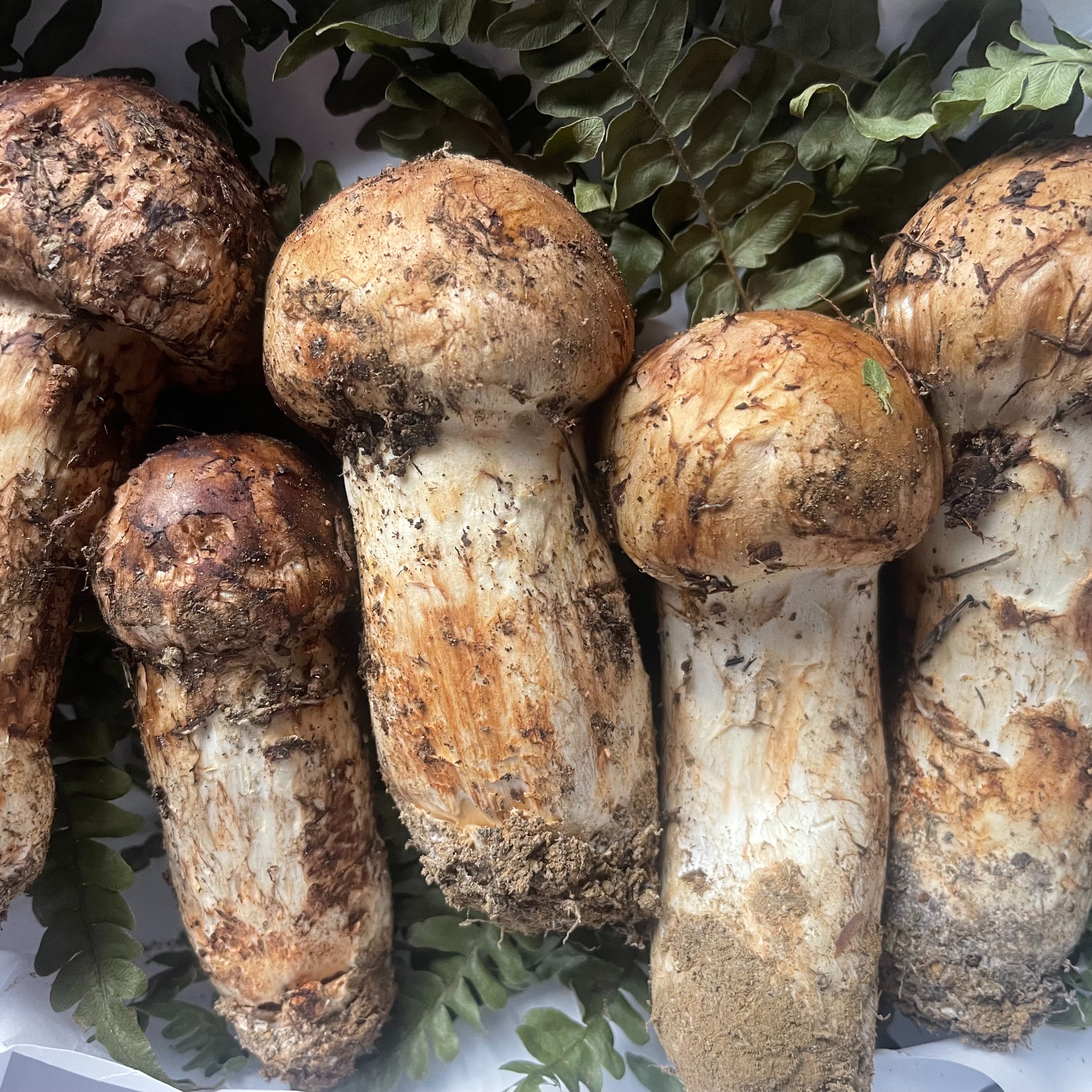 岩手県産 松茸 本日採れ 岩手・岩泉産 朝採れ松茸【300g】 - 岩泉マルシェ ｜岩手・岩泉