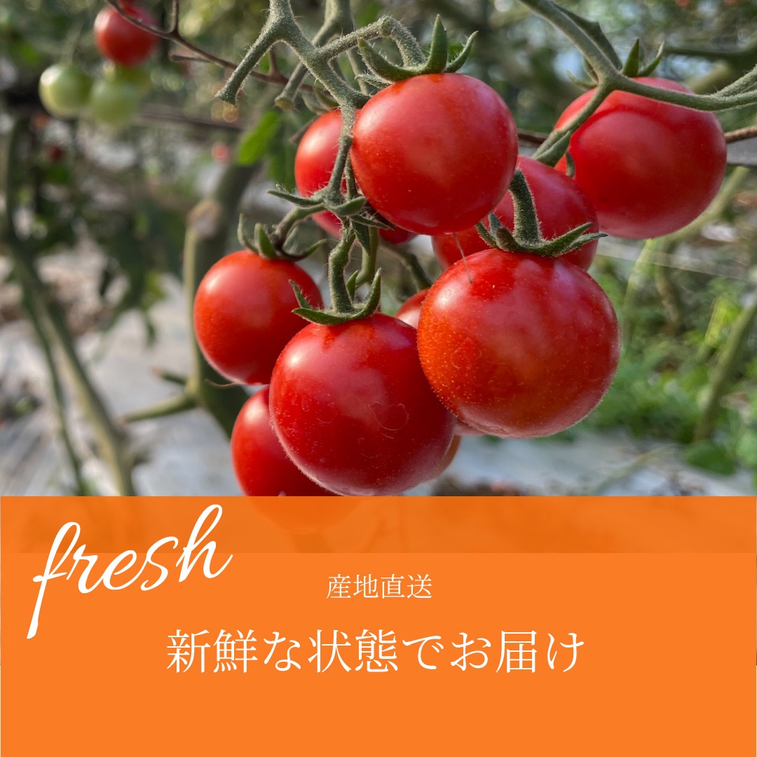 ミニトマト 千果 | 野菜/トマト 産直アウル 農家から直接野菜などの