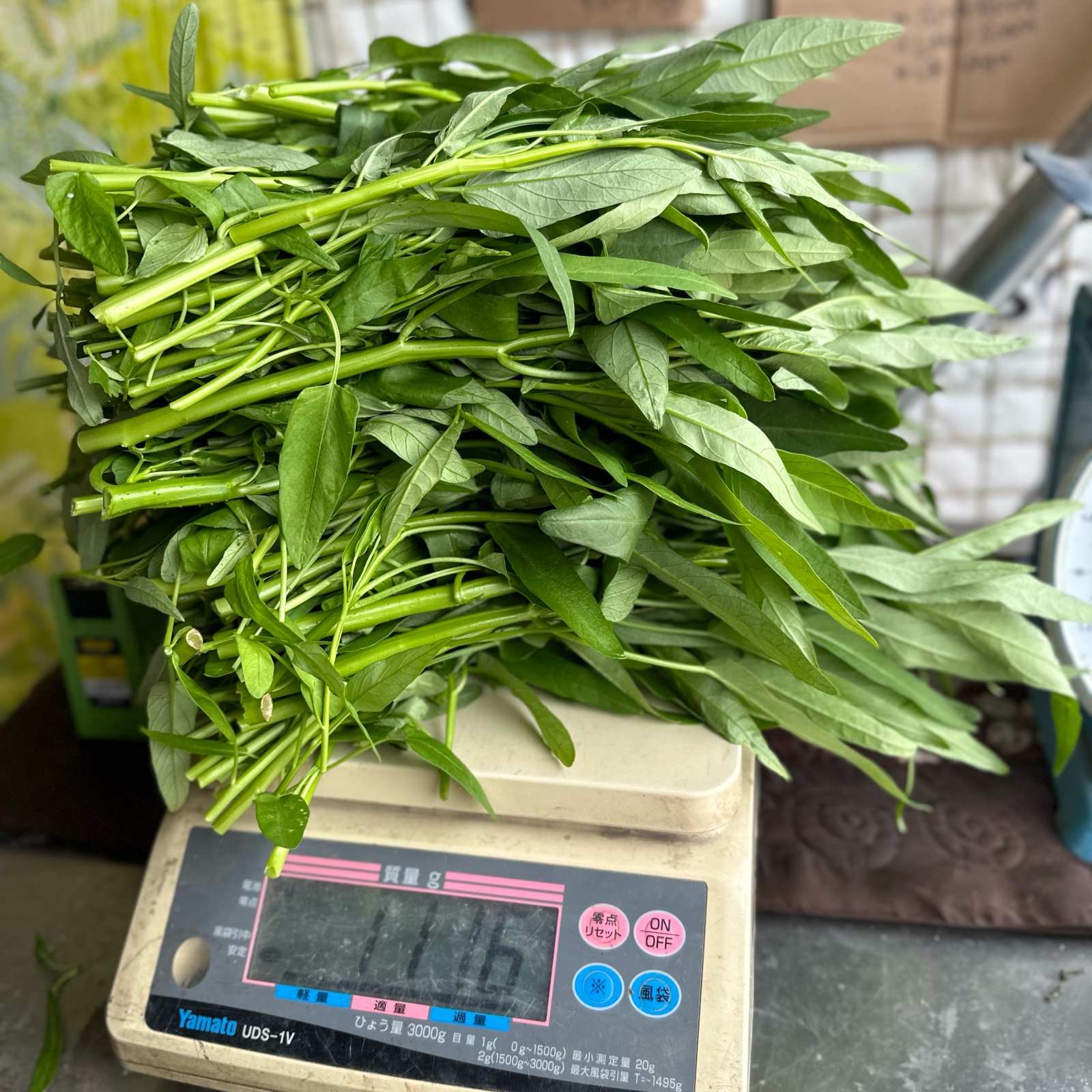 ワカイファーミーの採れたて空芯菜！1キロパック ｜ 野菜/葉物 産直
