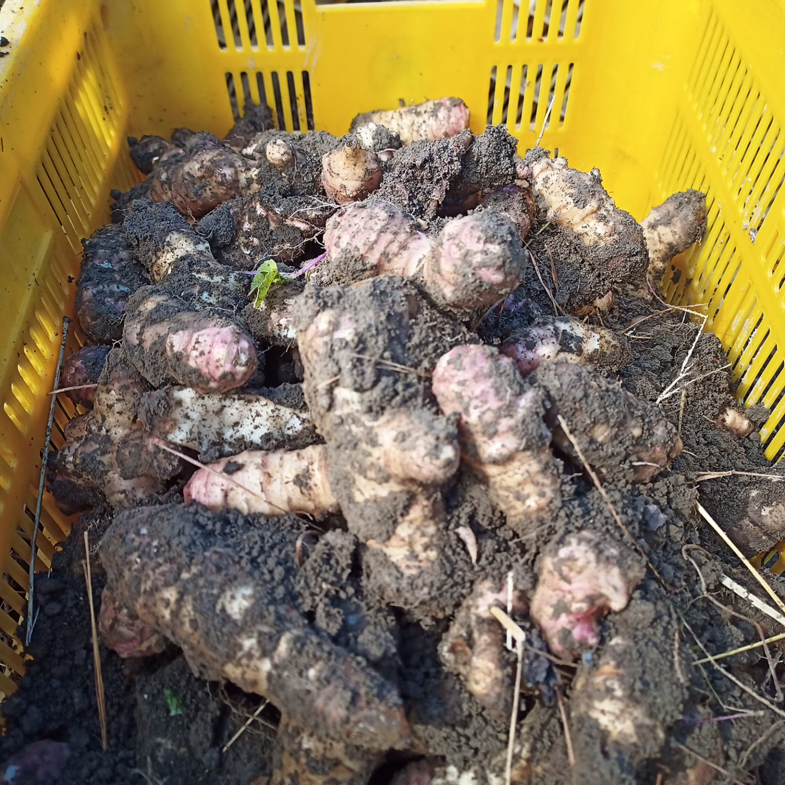 高知県産【土付き菊芋2kg】送料込 フランス種 紫菊芋 農薬化学肥料