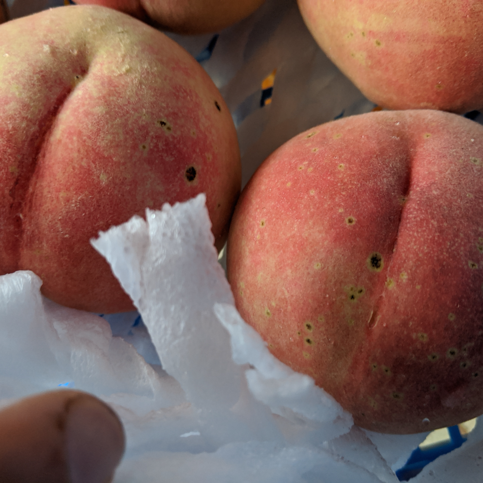 硬い桃3kg【数量限定】農家から朝採り直送便 ｜ 果物/もも 産直アウル