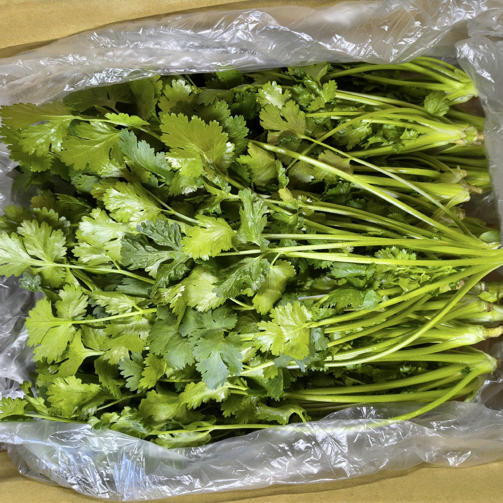 香りが違う！採れたて新鮮パクチー500g｜エスニック料理に