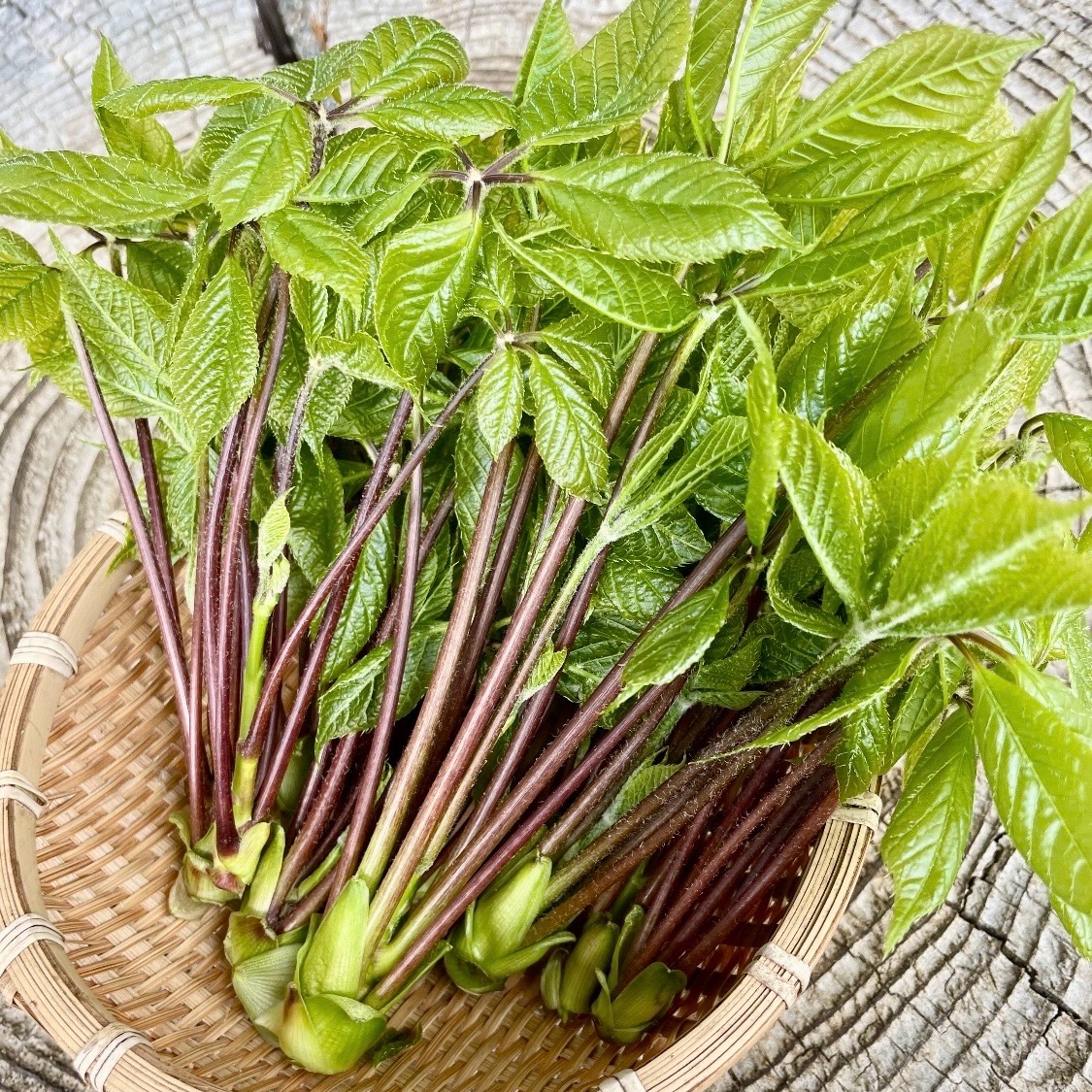 コシアブラ 1kg 信州北アルプス産  山菜 天然 天然山菜 コシアブラ 100g ｜ 野菜/山菜 産直アウル 農家・漁師など