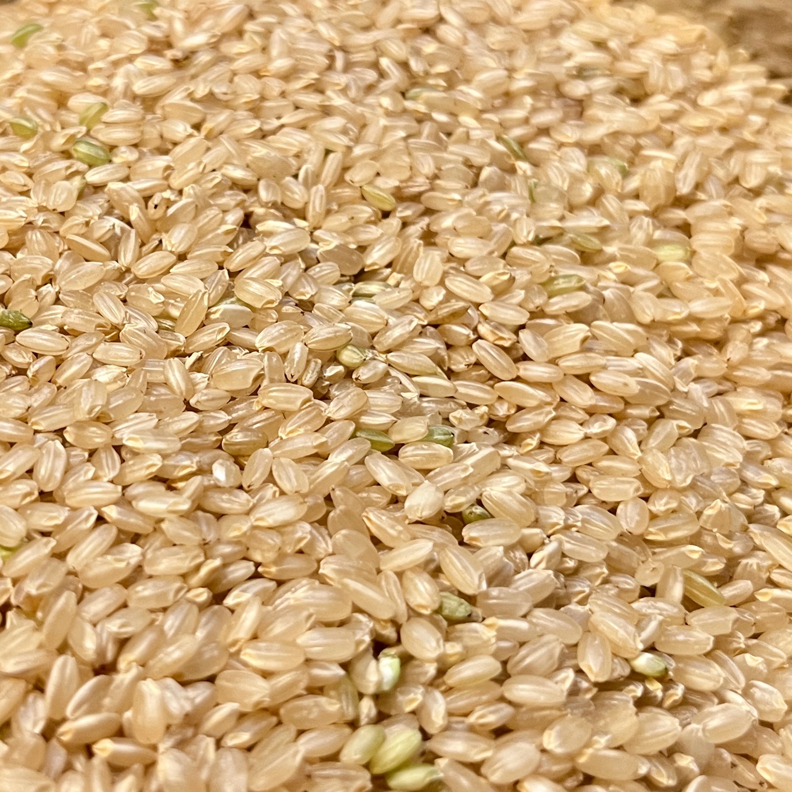 農薬不使用・化学肥料不使用朝日米(玄米) 20kg | 米・穀物/玄米 産直