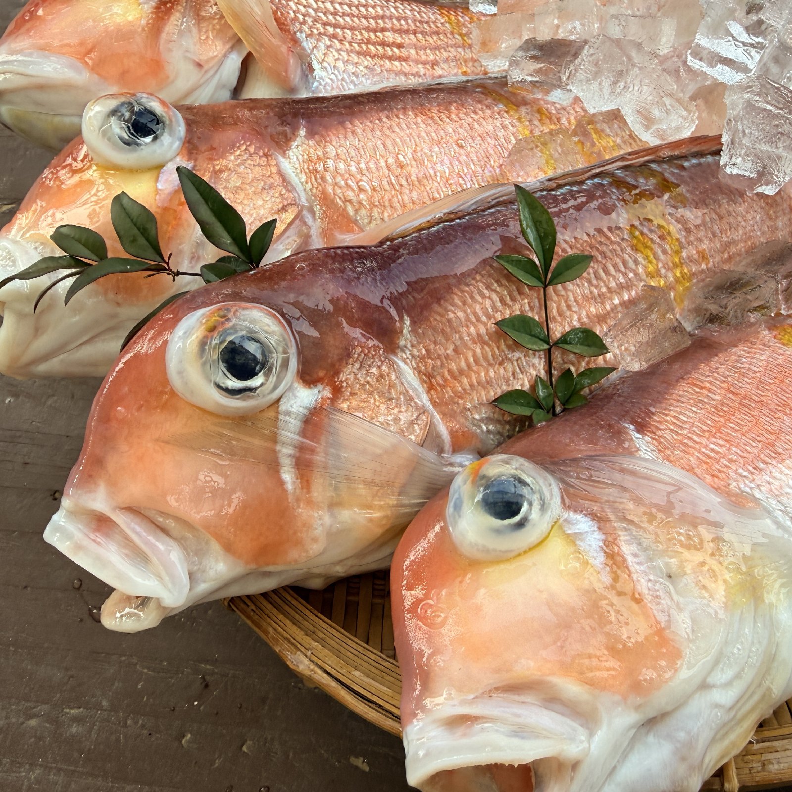 1匹】赤甘鯛 500g～600gの中サイズ ｜ 魚介類/その他魚介 産直アウル