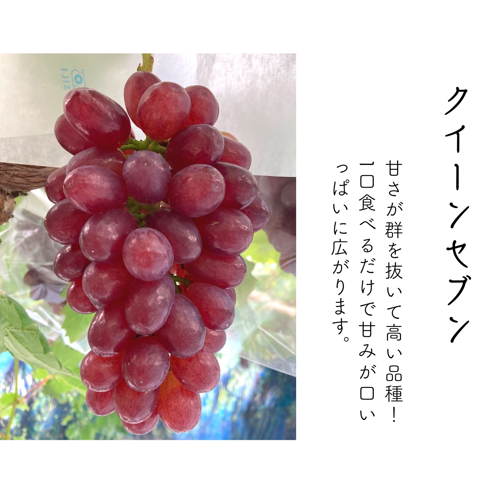 クイーンセブン好きに！たっぷりの甘さを味わう クイーンセブン1kg3〜5
