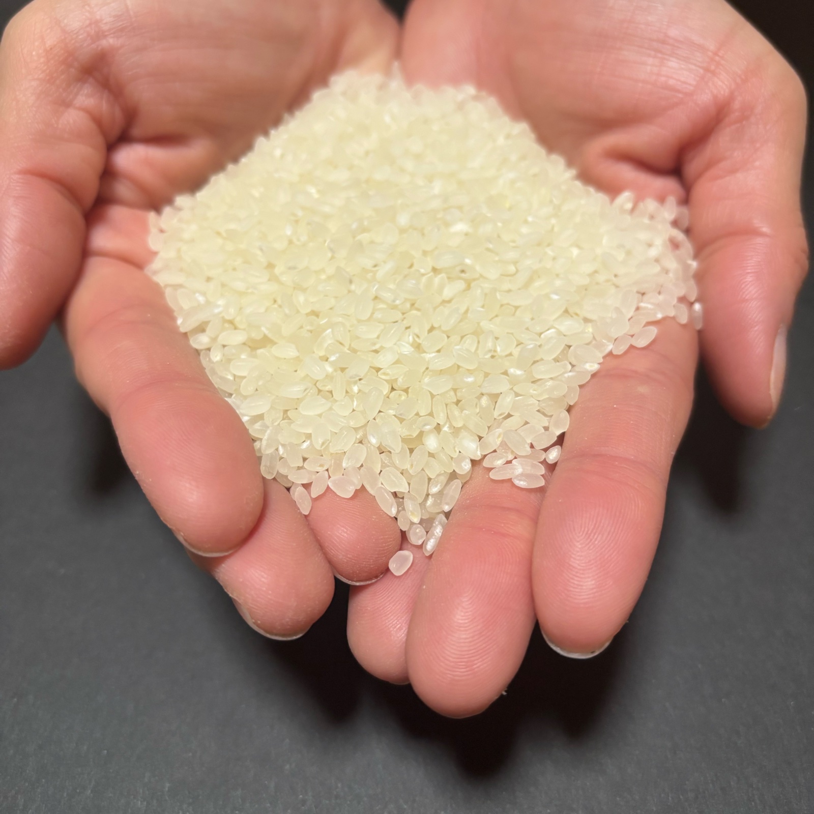 魚沼市で作ったお米 魚沼産コシヒカリ 10kg 精米 R7年産 | 米・穀物/米