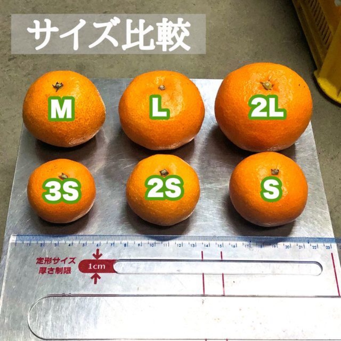 12/19PM迄】山北みかん Lサイズ 1.5kg 高知県産 訳あり(家庭用) | 果物 