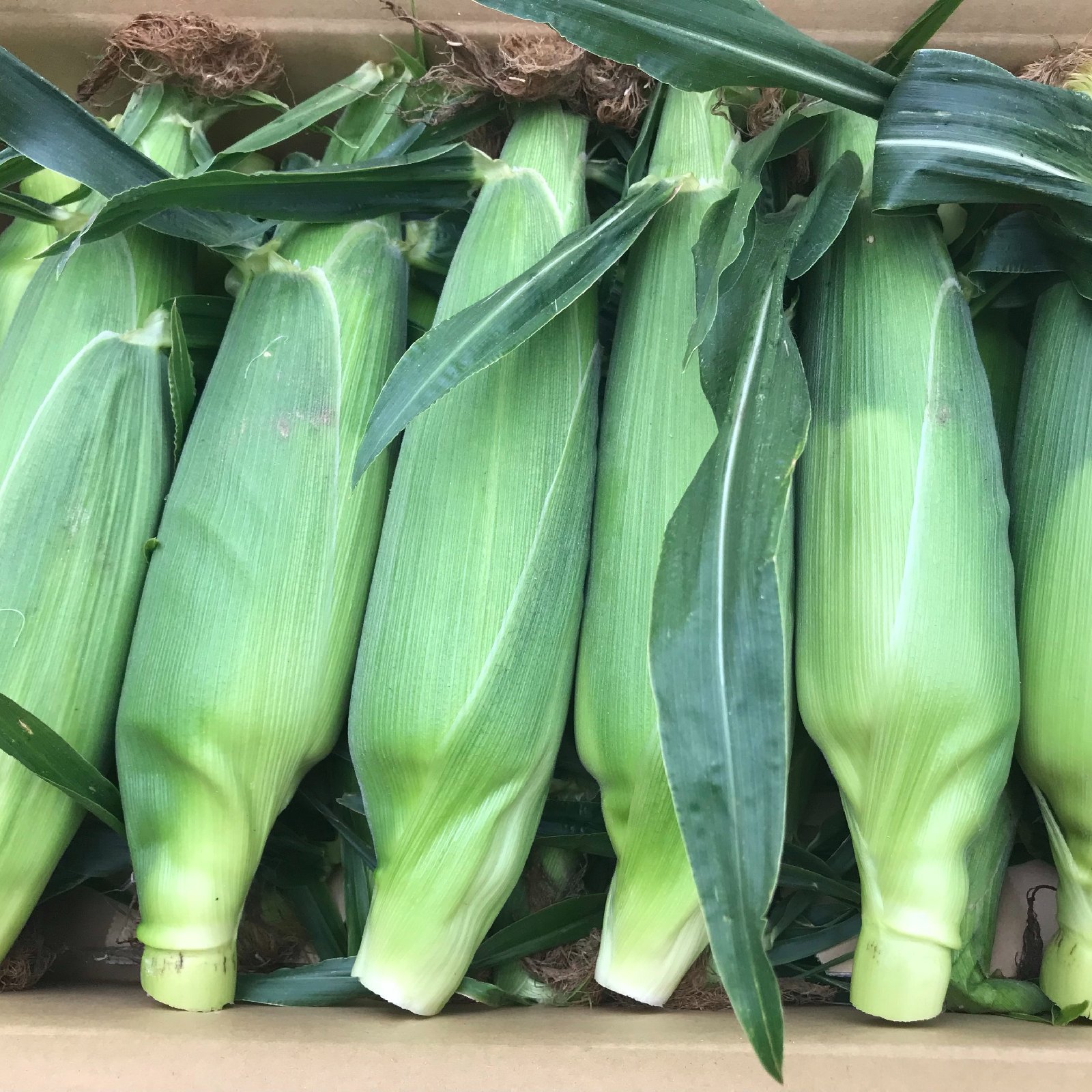 朝採りとうもろこし わくわくコーン ｜ 野菜/とうもろこし 産直アウル