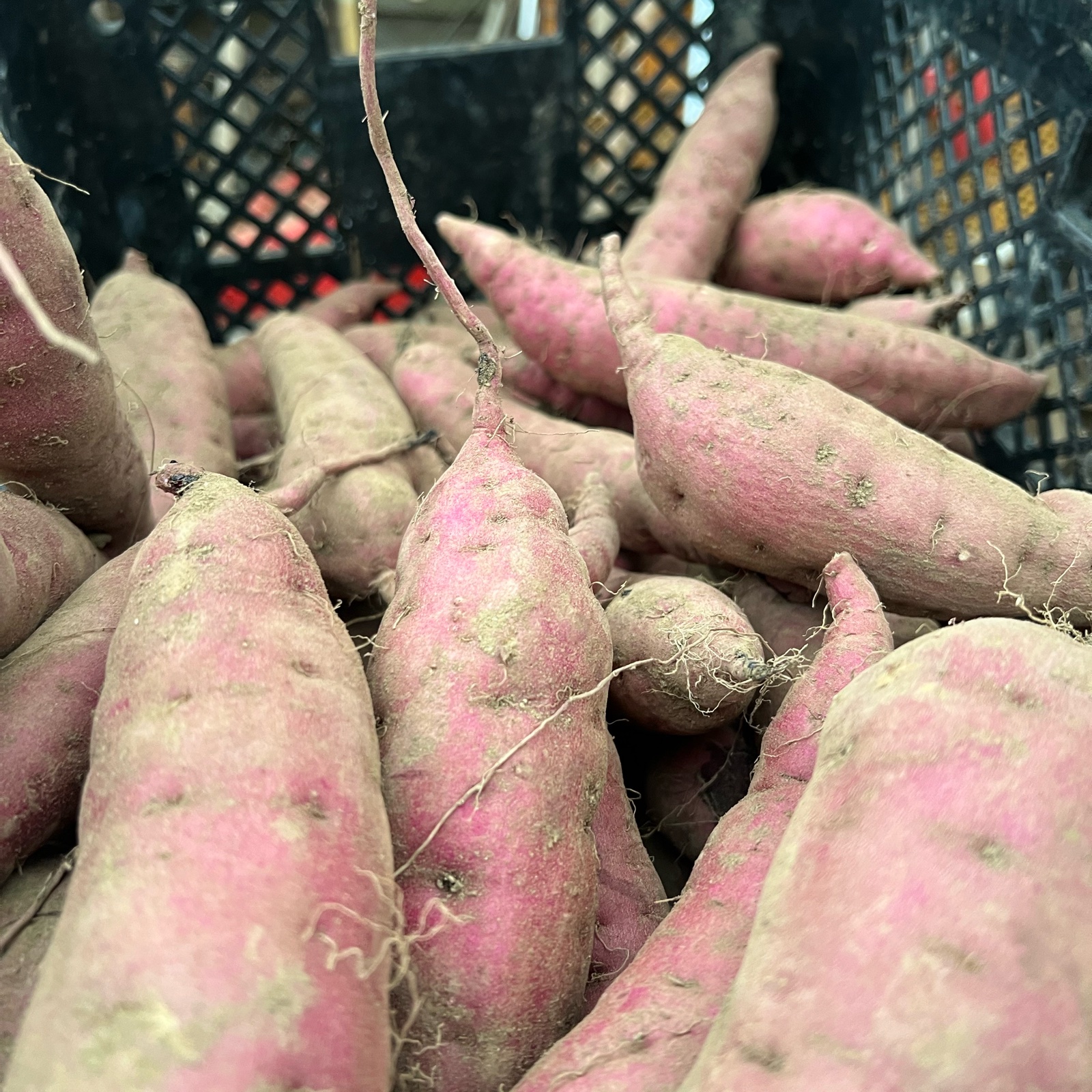 数量限定！2025年産！掘り立て土付き紅はるか5kg | 野菜