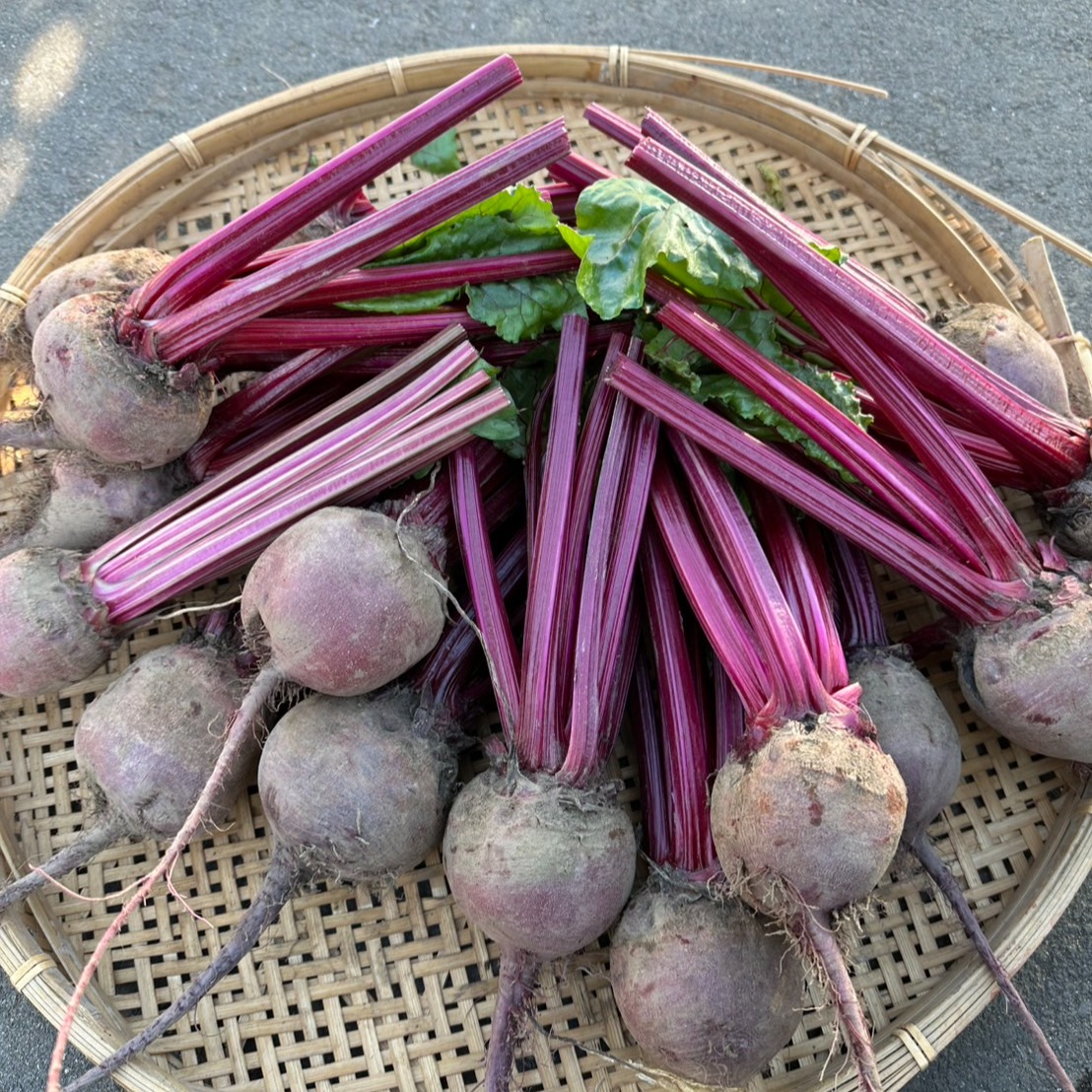 【農家直送】スーパーフード　ビーツ20キロ　（愛知県産・ビーツ）beet 農家直送】スーパーフード ビーツ20キロ （愛知県産・ビーツ）beet