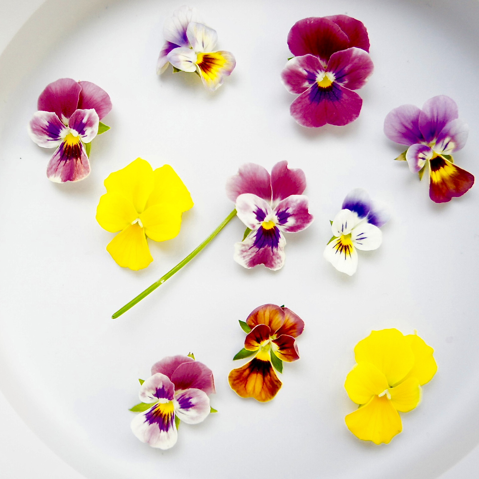 エディブルフラワー 食用花 ビオラ輪 その他 食用花 産直アウル 農家から直接野菜などの食材を購入できる産地直送の宅配通販サイト