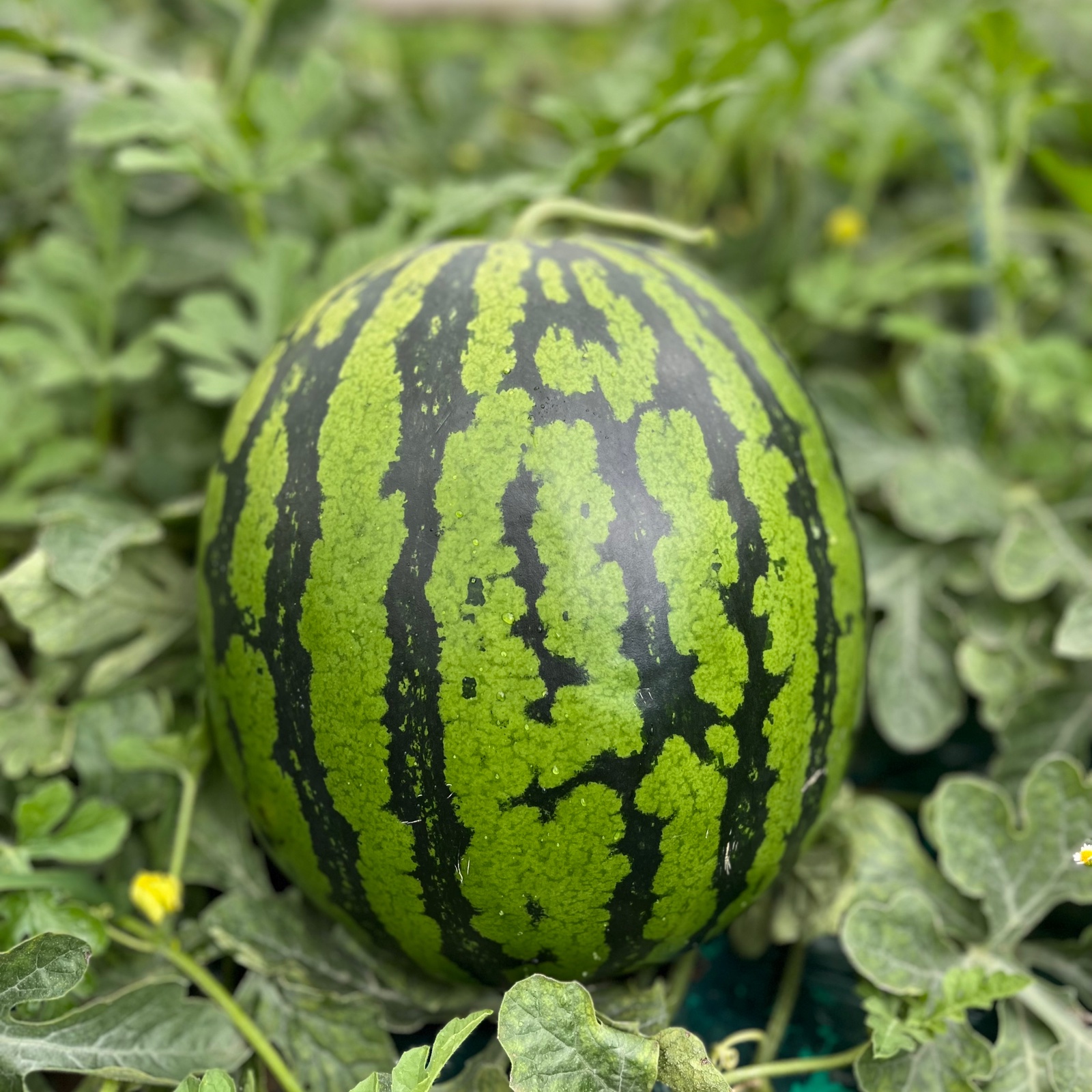 ４・茨城県・保護猫ファミリー・羅皇ザ・スイート 先行予約 6月中旬から順次配送】すいか 羅皇 ザ・スイート 2L（1玉入り