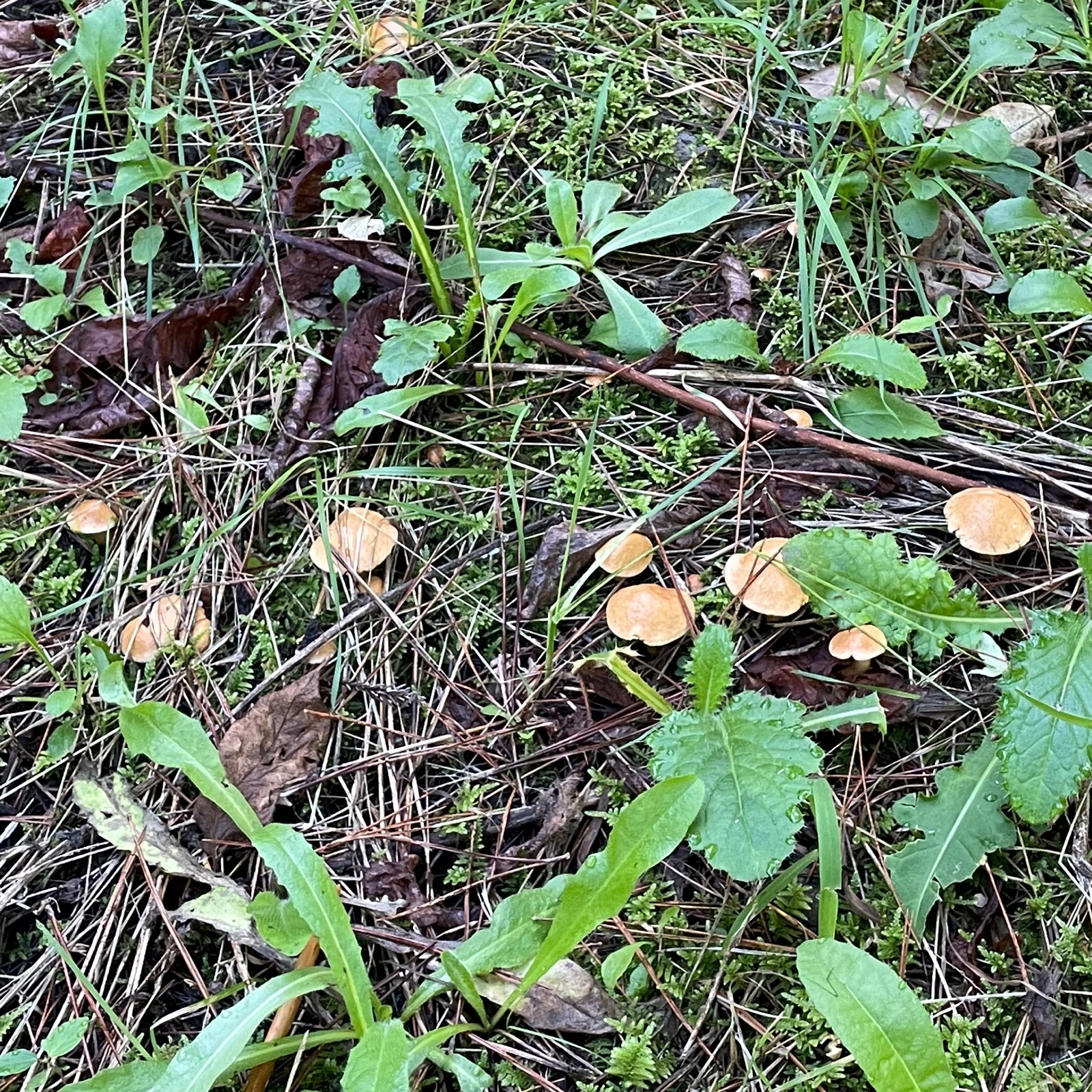 極上極小粒 天然アミタケの塩漬け200g 他少量オマケ有り ｜ 野菜