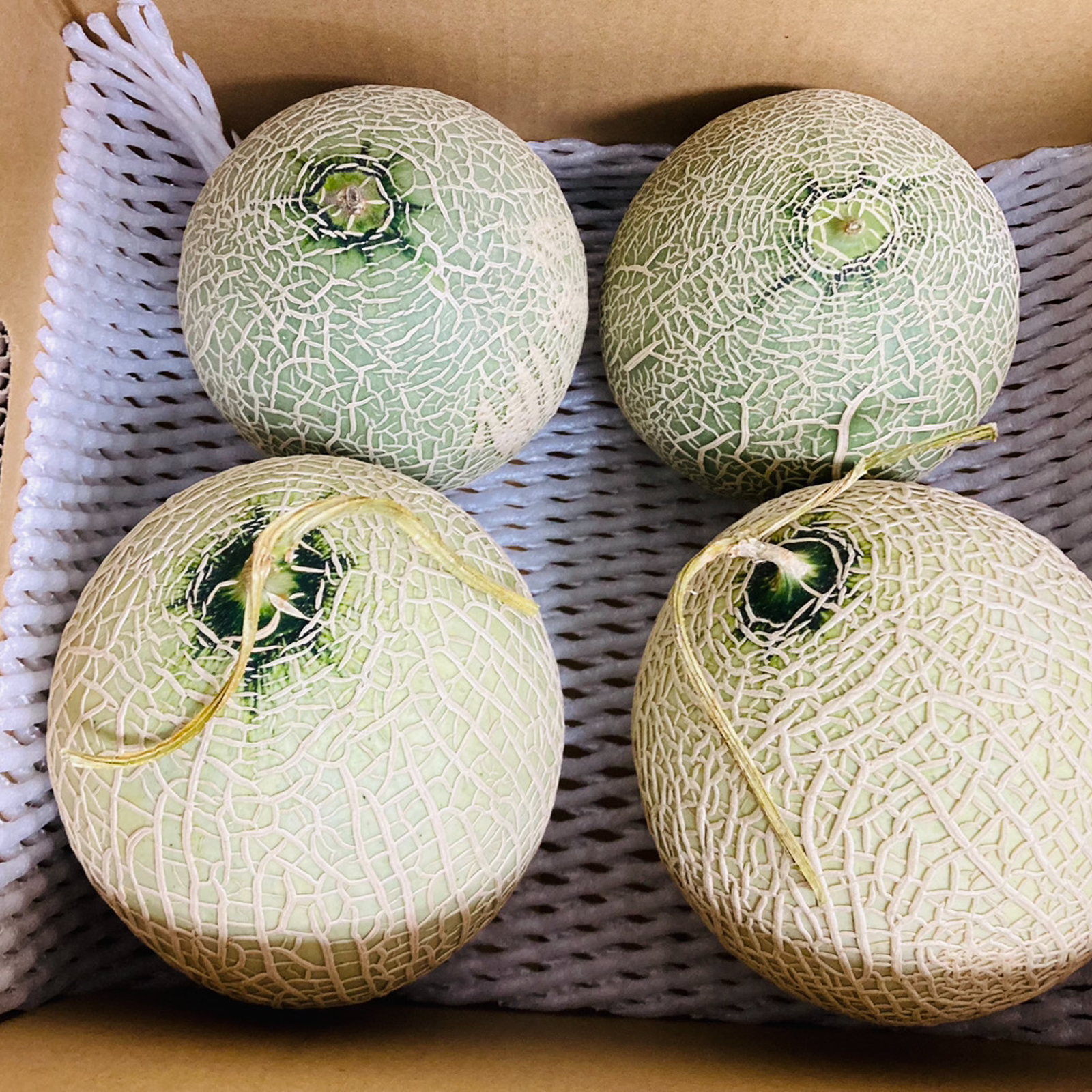 選果落ち 訳あり商品 熊本県産 赤肉 メロン 2玉から4玉 2.8kg以上 規格