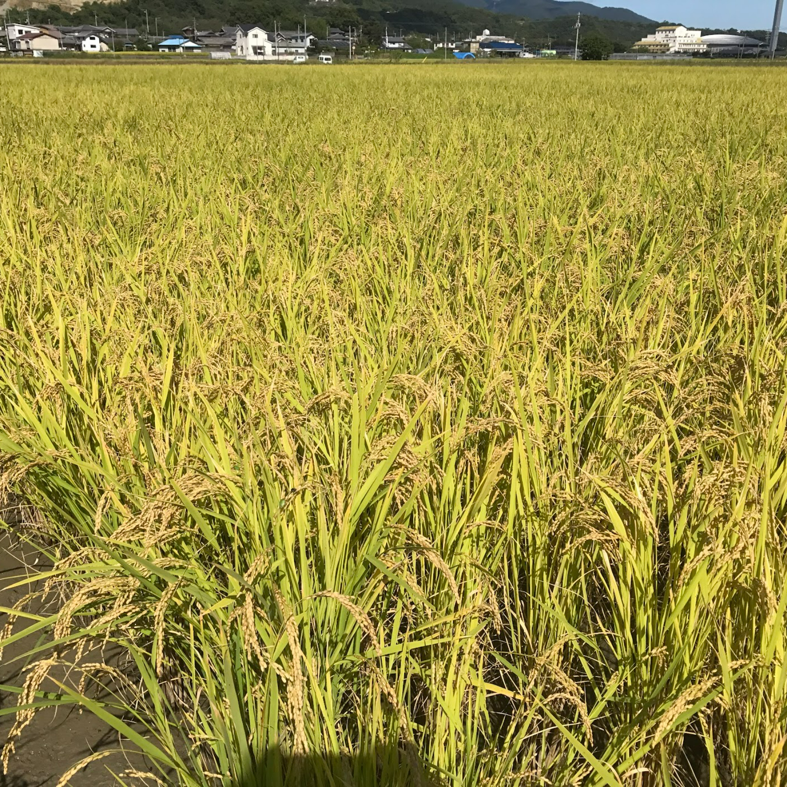 新米予約】令和6年度産 徳島県産 玄米 コシヒカリ ｜ 米・穀物/玄米