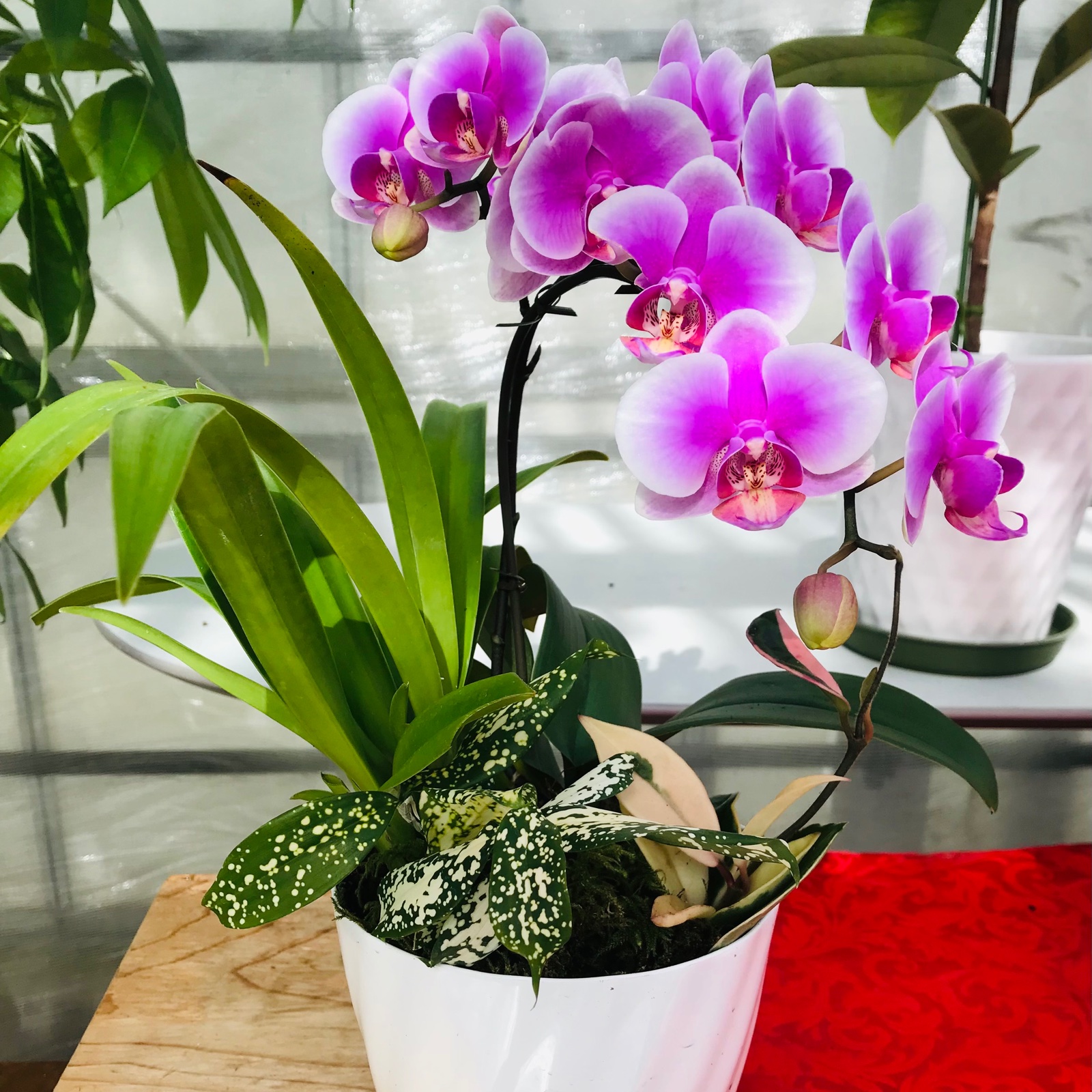 胡蝶蘭　生花　ピンク 胡蝶蘭 ピンク ｜ 花・植物/花・植物 産直アウル 農家・漁師など生産者