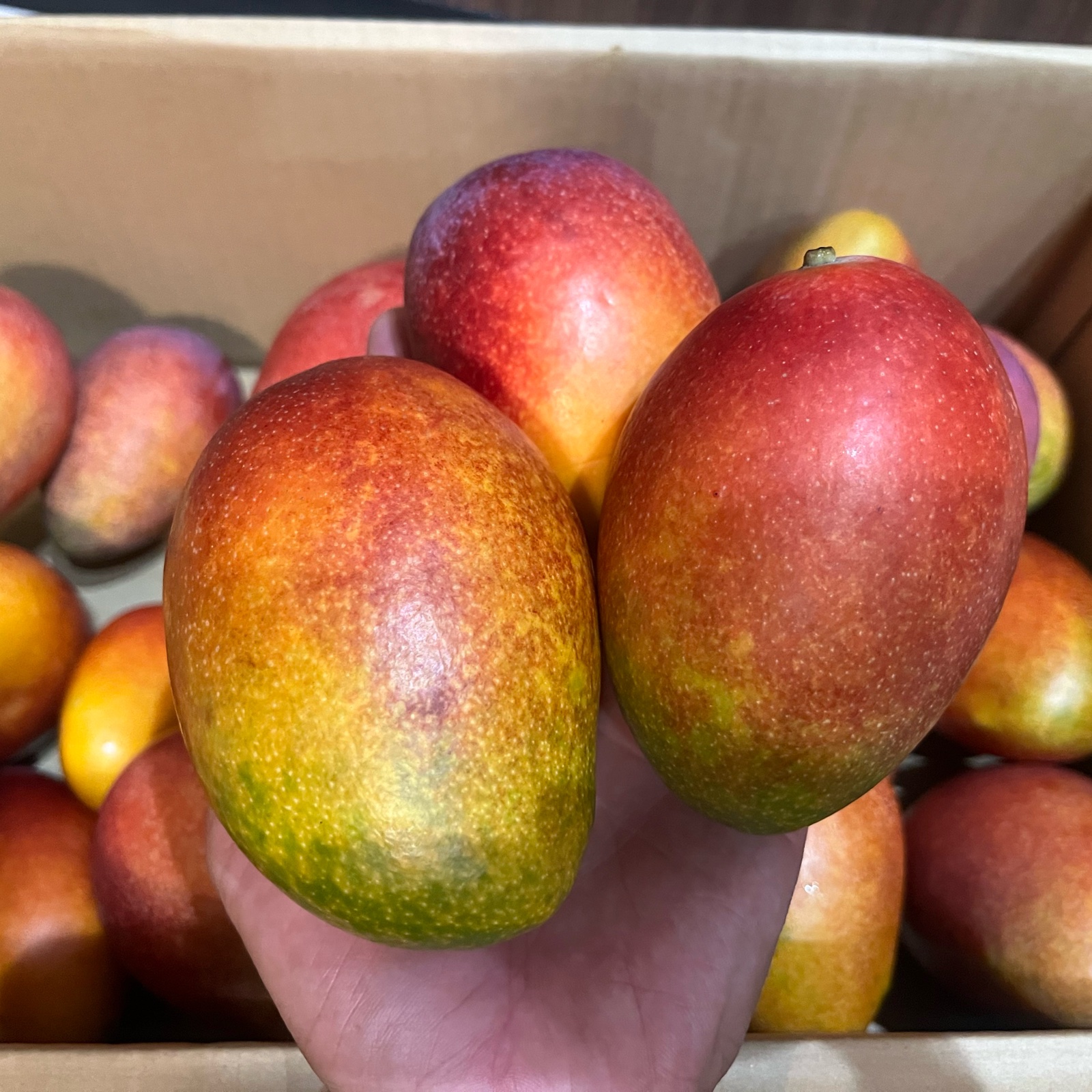 ※クール便発送！沖縄県産 アップルマンゴー(※家庭用)5kg 沖縄県産 完熟アップルマンゴー(ご家庭用) 5kg ｜ 果物/マンゴー 産直