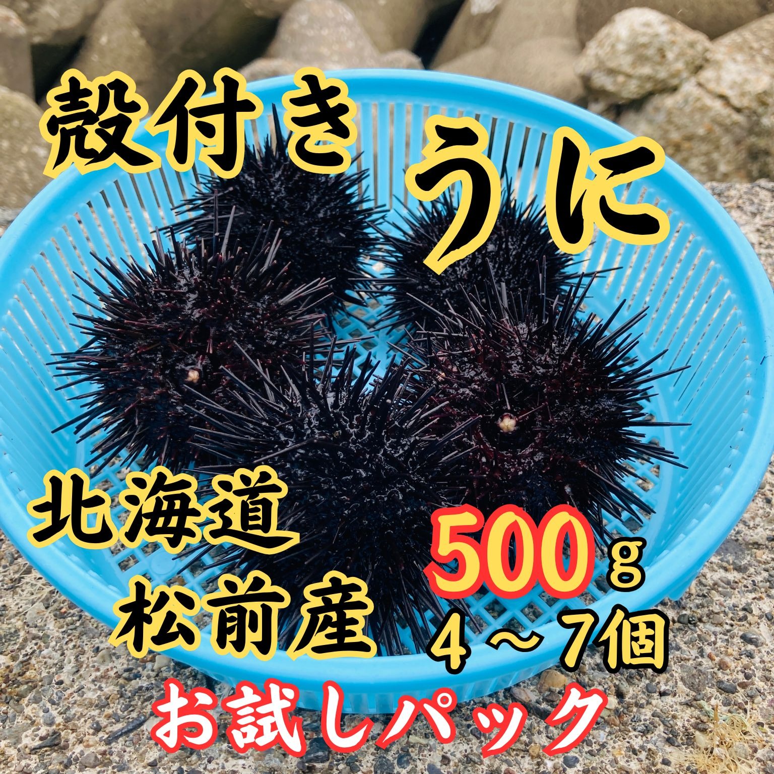 殻付きうに 500g 北海道松前産 キタムラサキウニ 雲丹 お試し | 魚介類