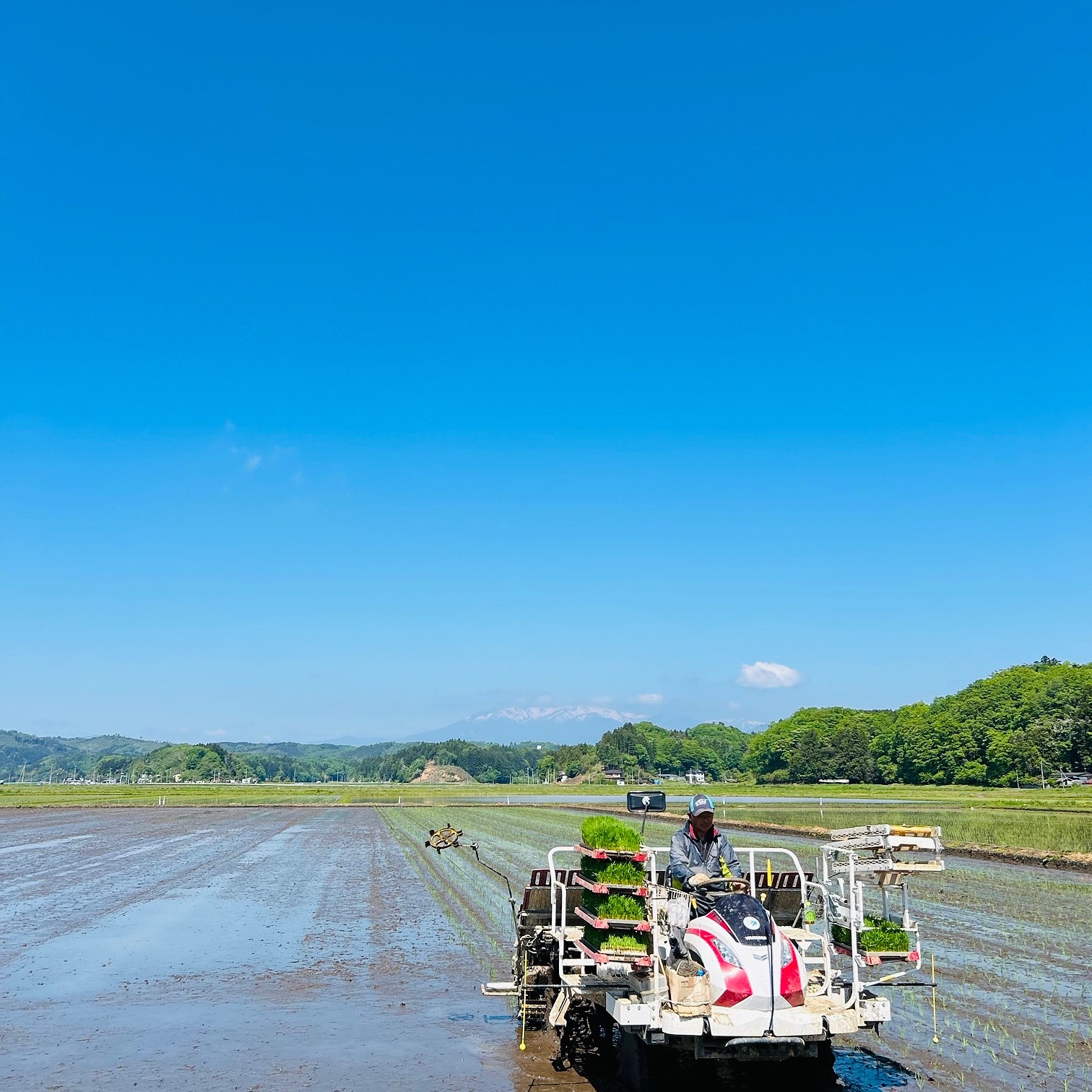 令和7年度産 ひとめぼれ10kg ｜ 米・穀物/米/精米 産直アウル 農家