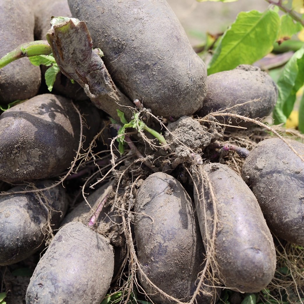 最終1箱)食べ比べ🥔デストロイヤー､シャドークイーン ｜ 野菜