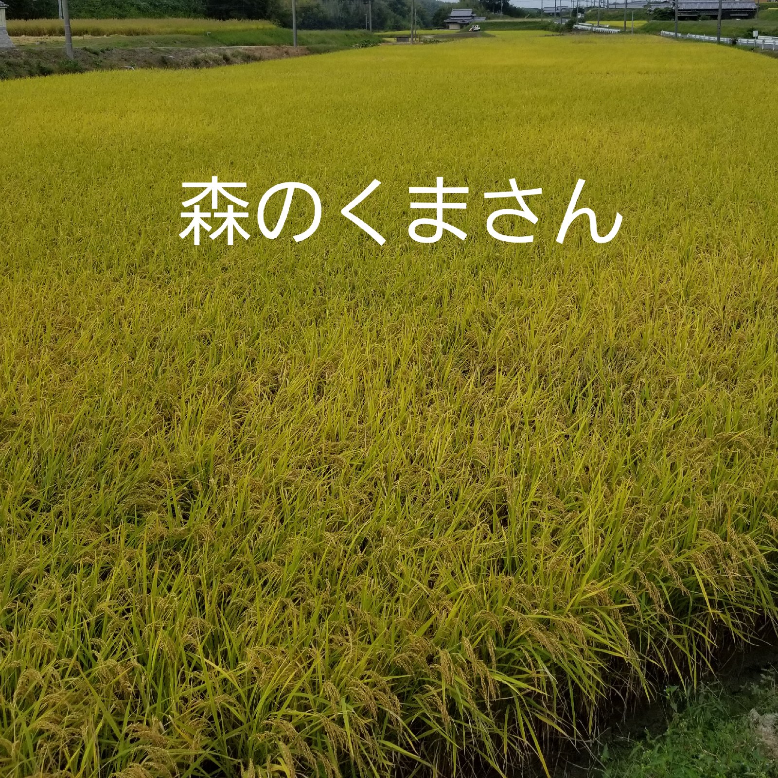 超お買い得！めっちゃうまい！淡路島産森のくまさん！玄米30kg めっちゃうまい❗淡路島産森のくまさん古米玄米30kg ｜ 米・穀物/玄米