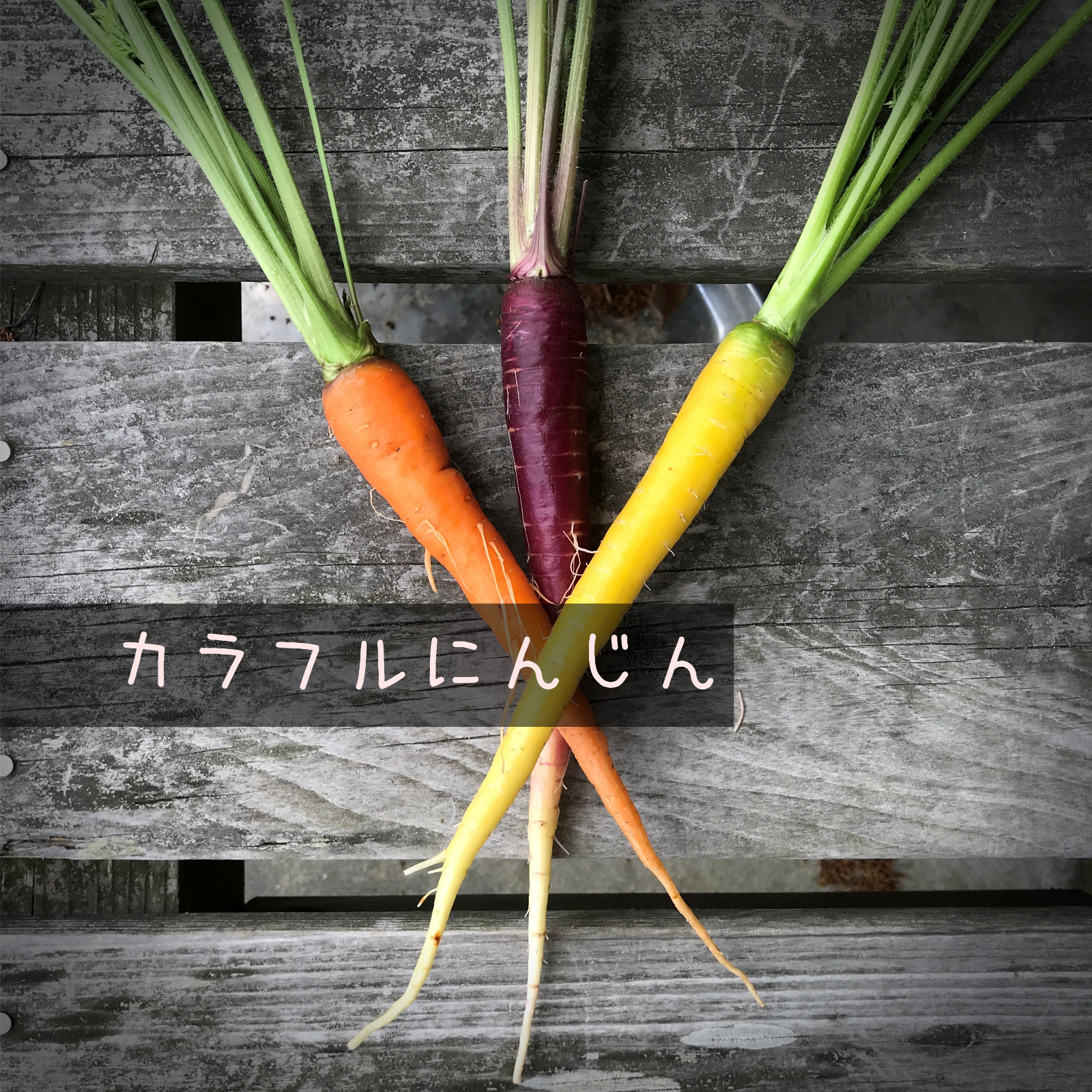 京都府産　間引きにんじんの葉っぱ3kg　無農薬