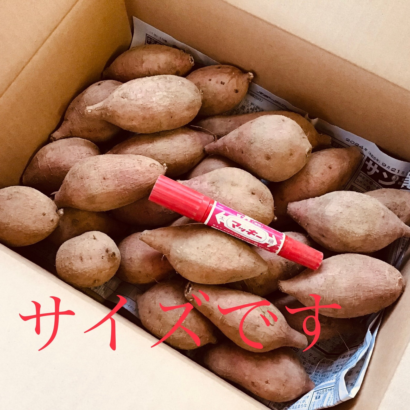 さつまいもの王道 種子島産安納芋 MSサイズ4.5kg | 野菜/さつまいも