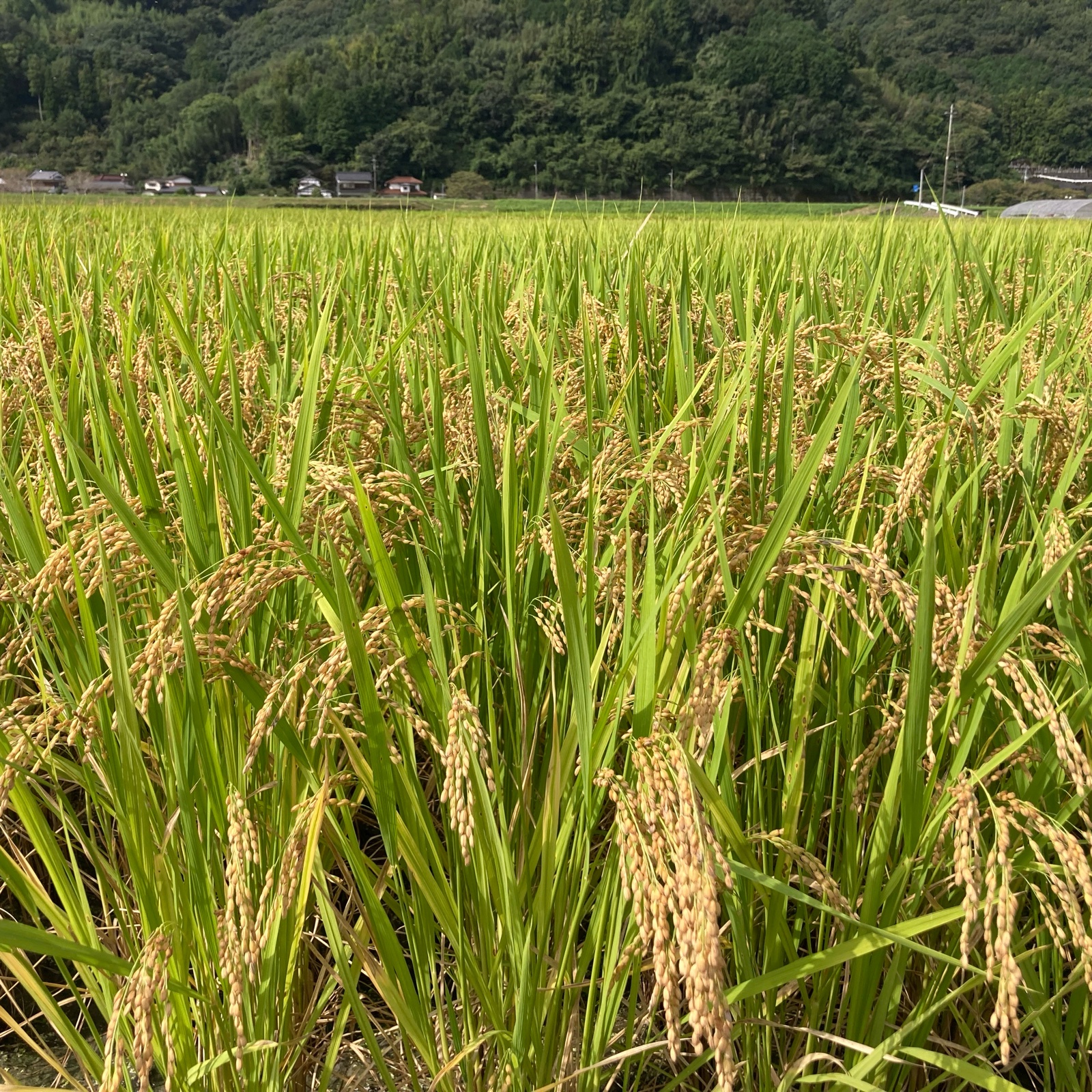 6周年限定】もち米 令和7年 愛媛県産モチミノリ5kg ｜ 米・穀物/もち米