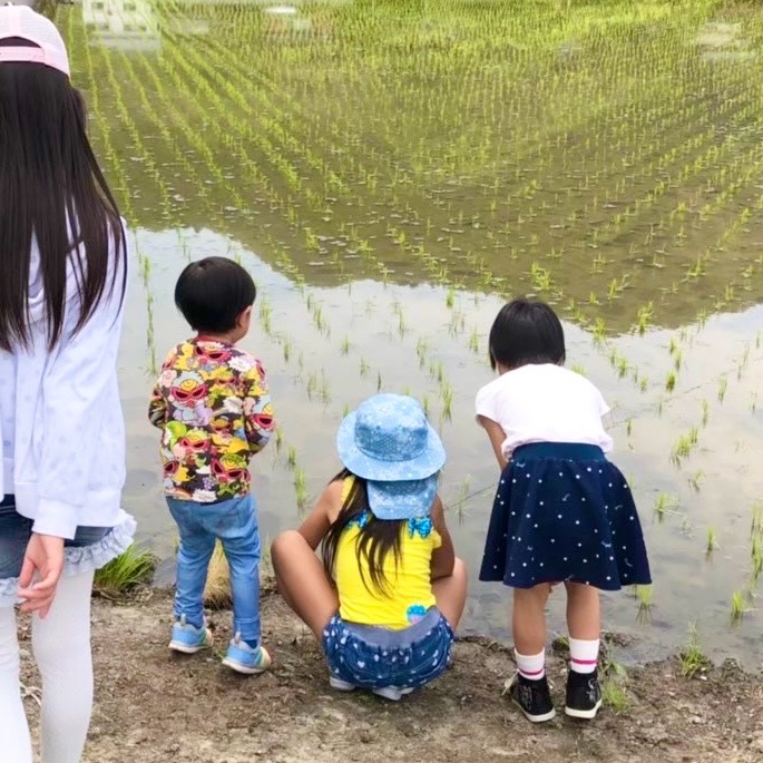 🌟残り僅か🌟令和7年新米❣高知産コシヒカリ🌾玄米30kg✨モチモチ
