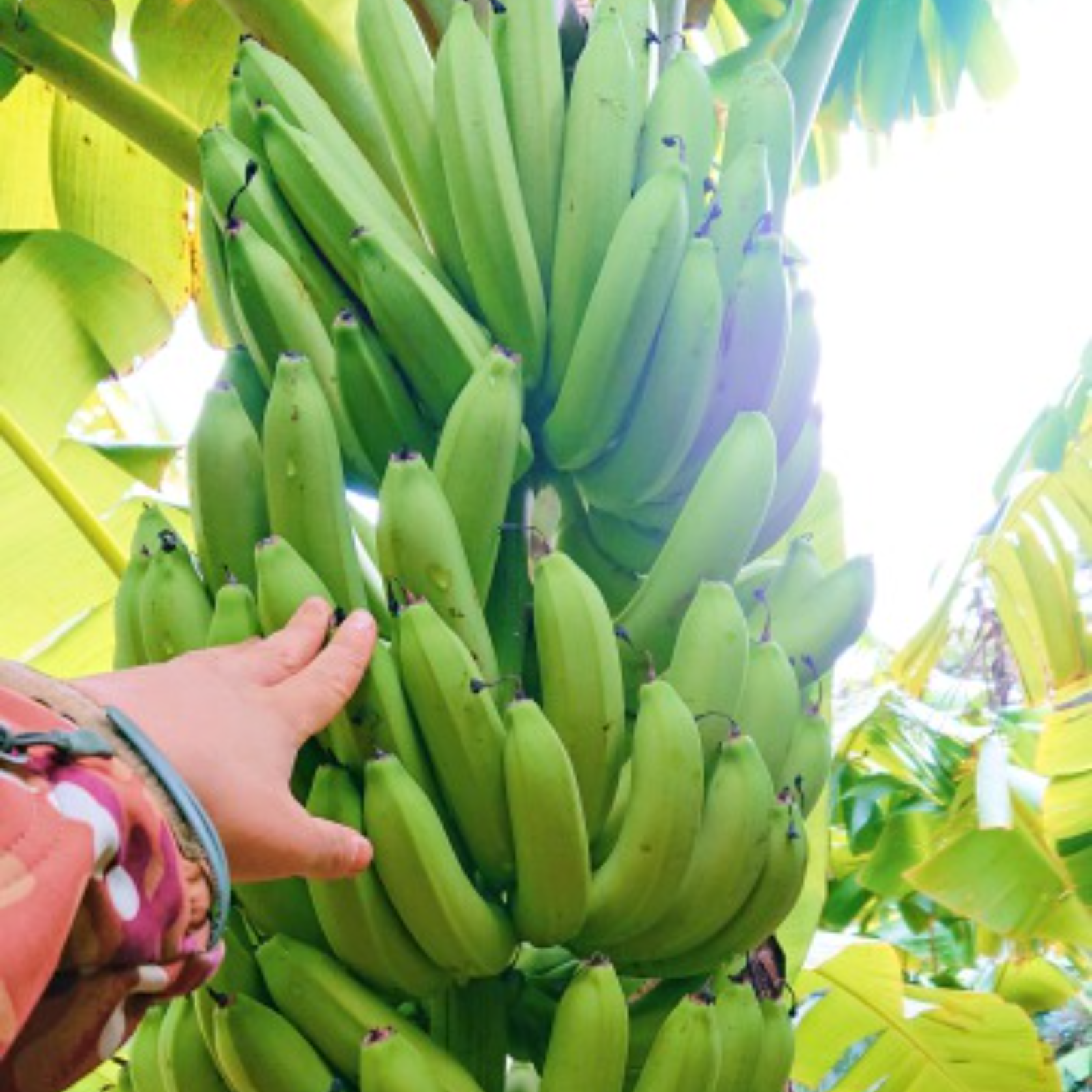 農薬・化学肥料不使用】希少品種！グロスミシェル！特選900g【種子島産