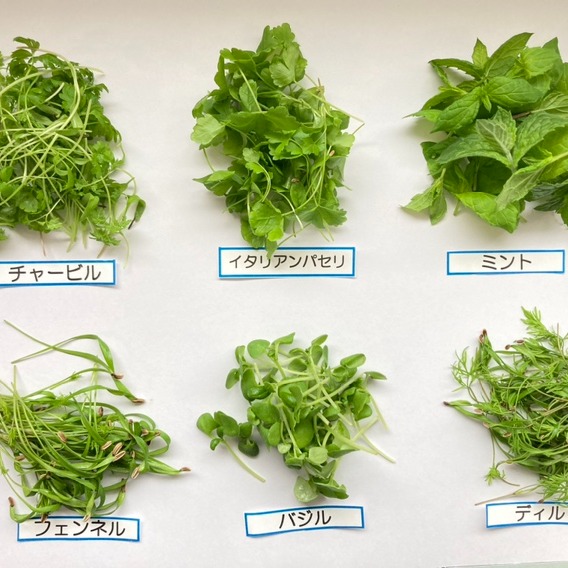 週末発送☆数量限定】マイクロハーブ 6種セット/各2g＆エディブル