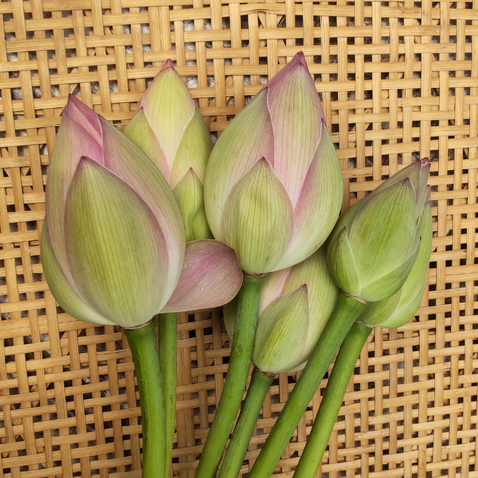 蓮の花セット ｜ 花・植物/花・植物 産直アウル 農家・漁師など生産者