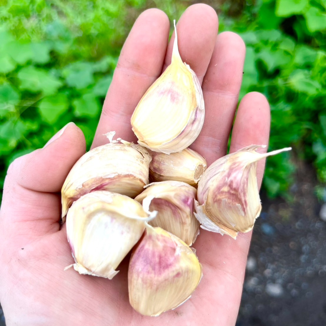 訳あり着色にんにく【ばら1kg】訳ありのため大特価・数量限定 ｜ 野菜