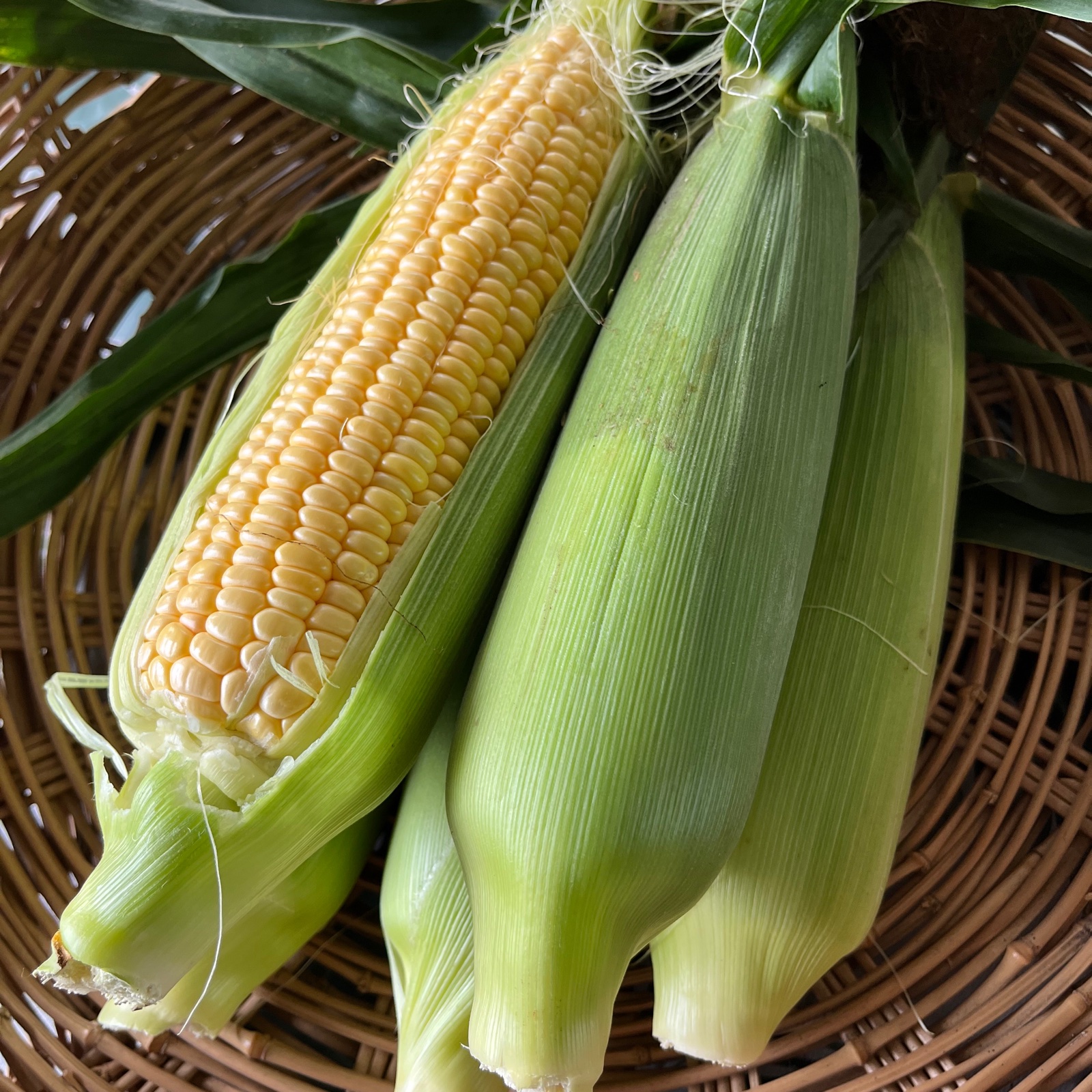 曽篠梨園の朝採り！新鮮！極甘ゴールドラッシュ！ ｜ 野菜 