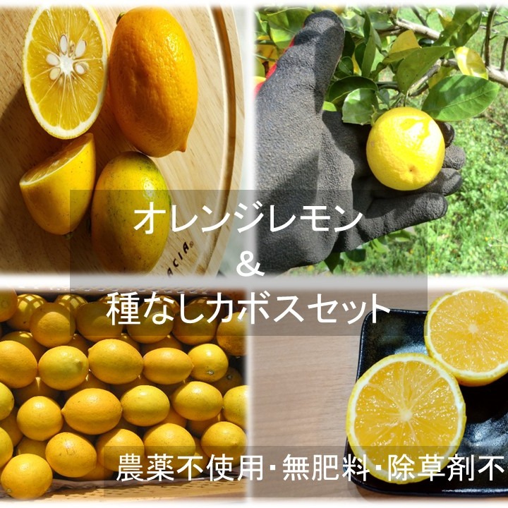 doTERRA 柑橘4本セット グレープフルーツ レモン ライム