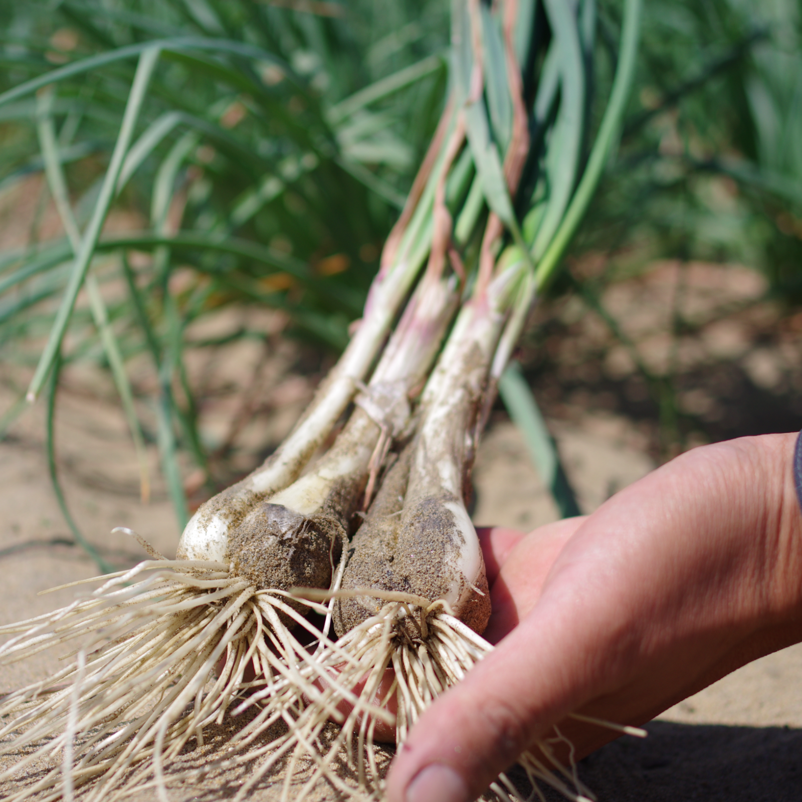 鳥取産 根付き 生らっきょう 5kg 【農薬・化学肥料使用量40％以下 