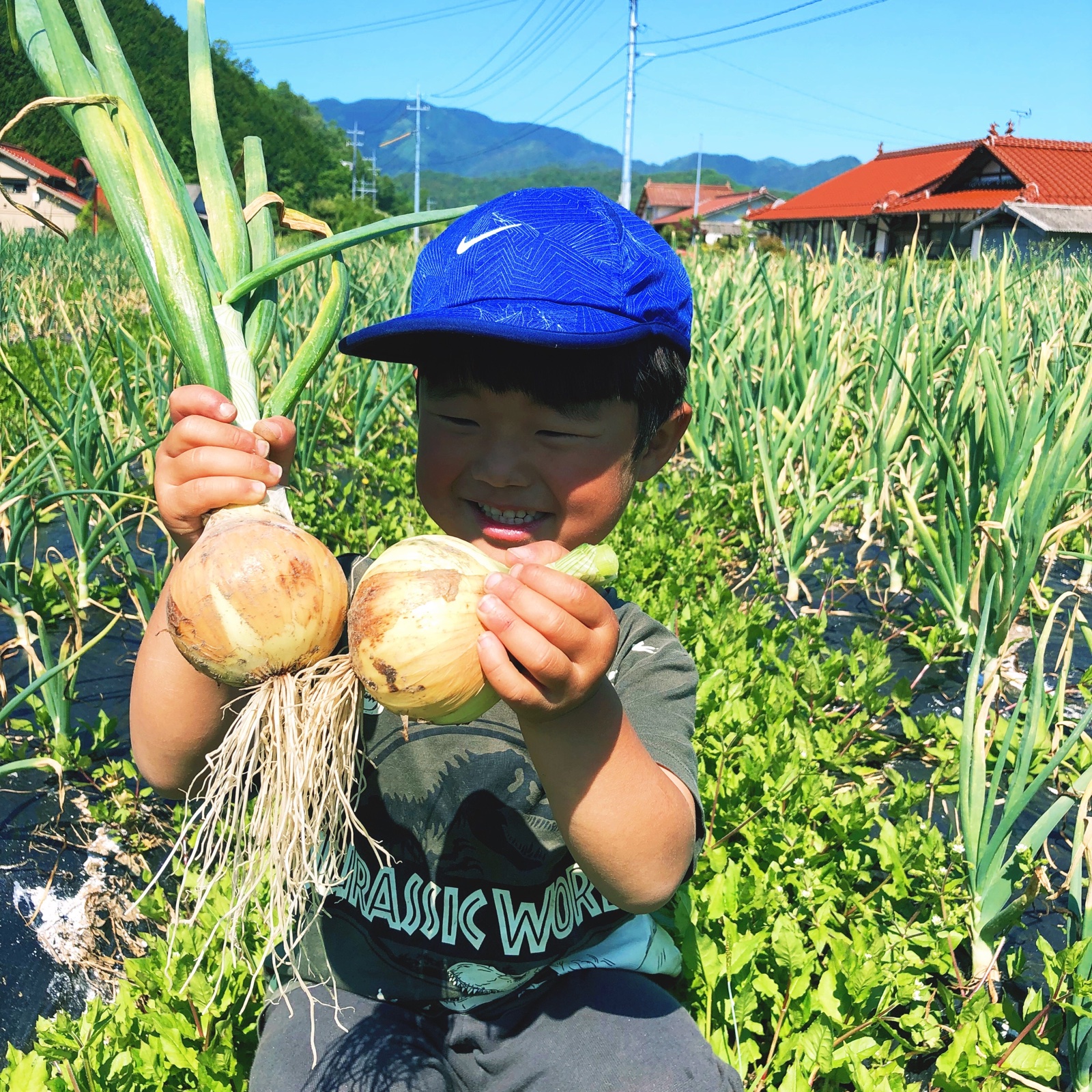 10kg【固定種の玉ねぎ】農薬不使用！自然の甘味！ ｜ 野菜/玉ねぎ 産直