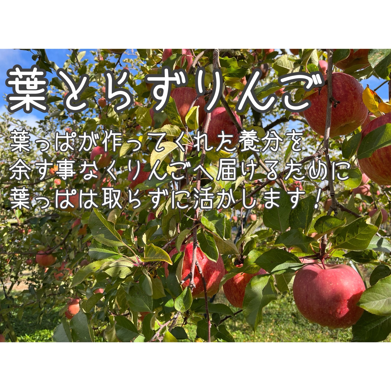 ご家庭用】葉とらずりんご サンふじ 特別栽培/ネオニコ不使用 | 果物