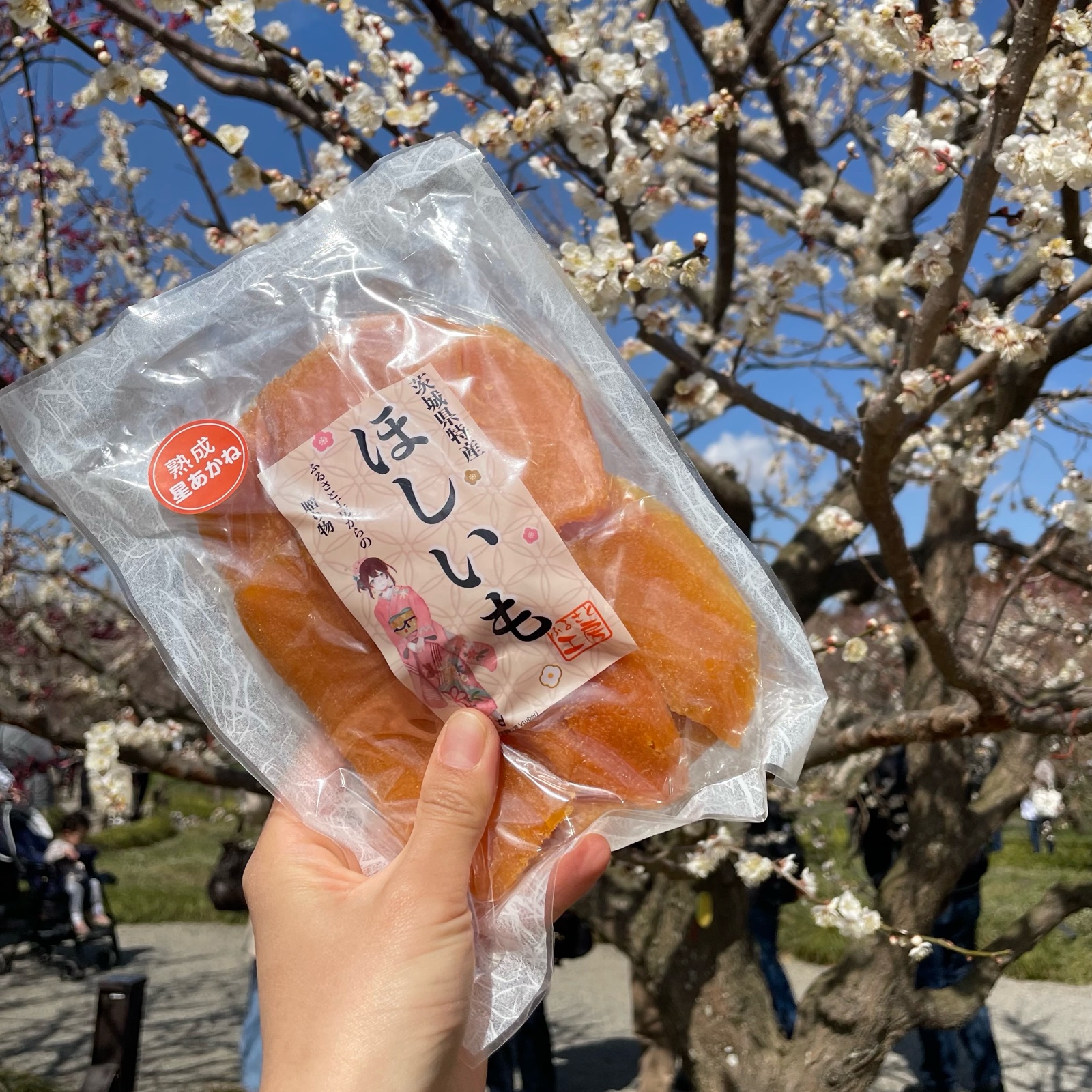 限定5箱!! 熟成干し芋 訳あり星あかね丸干し箱詰め丸干し1kg ｜ 野菜